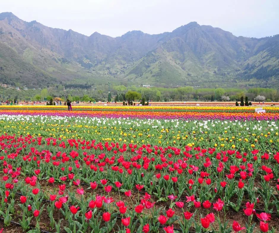 Where is Tulip Garden in Kashmir?