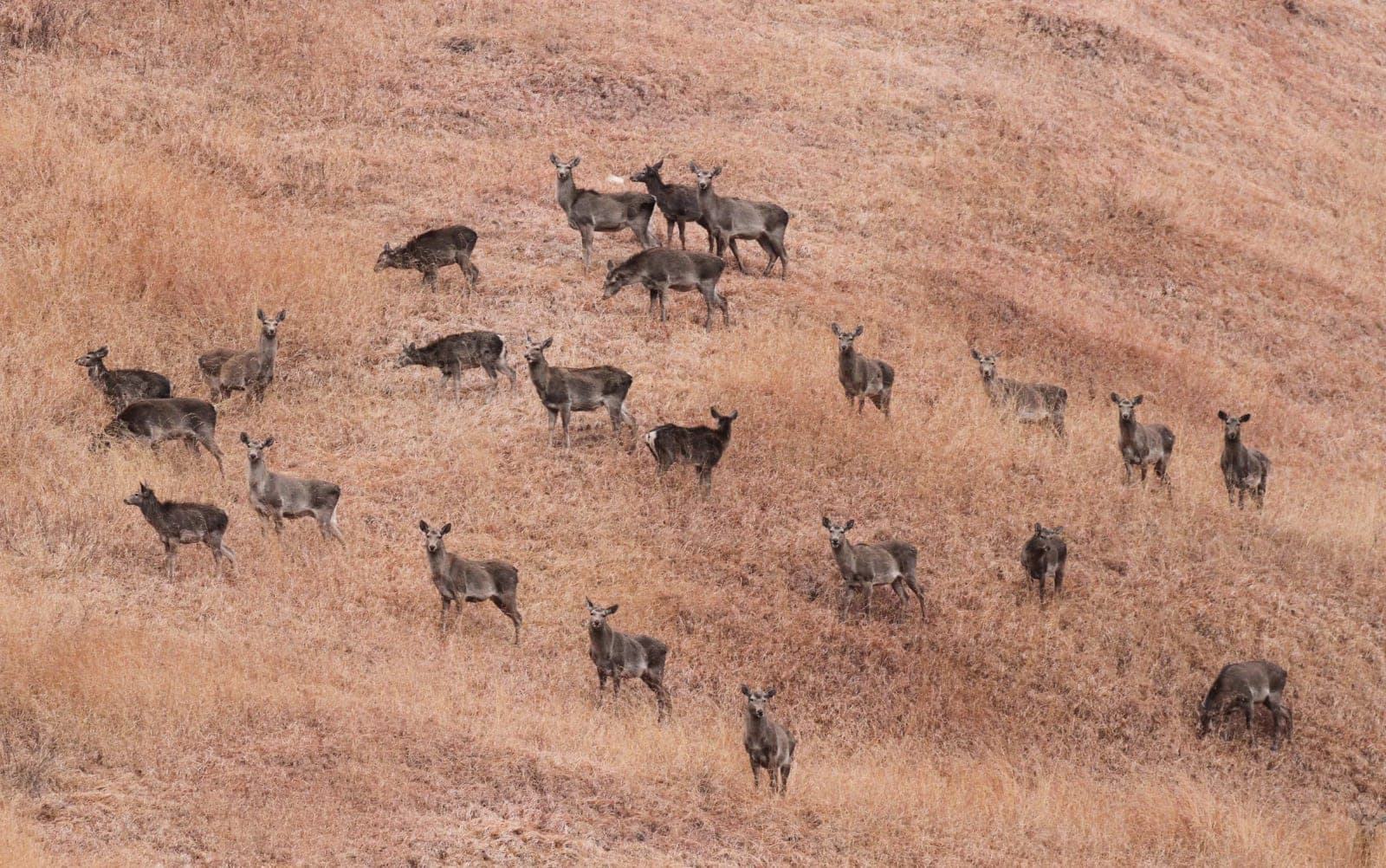 Kashmir Stag: The Critically Endangered Hangul