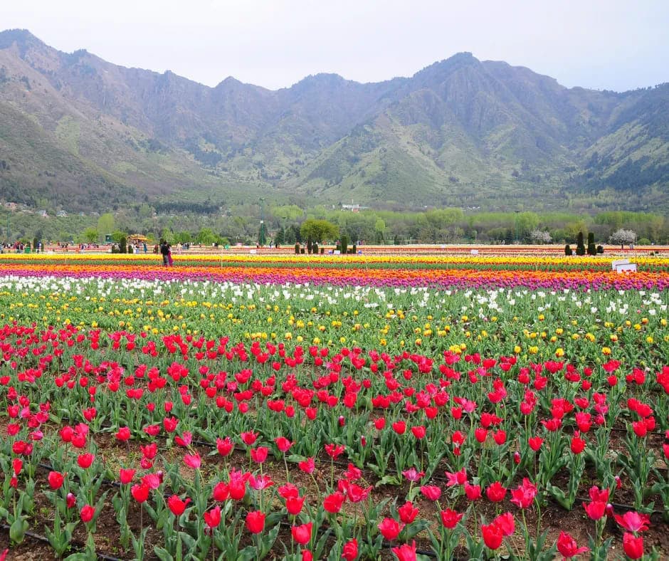 Where is Tulip Garden in Kashmir?