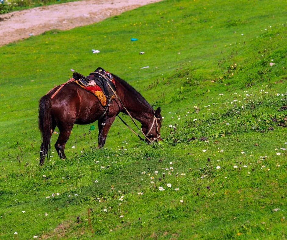mini switzerland in kashmir