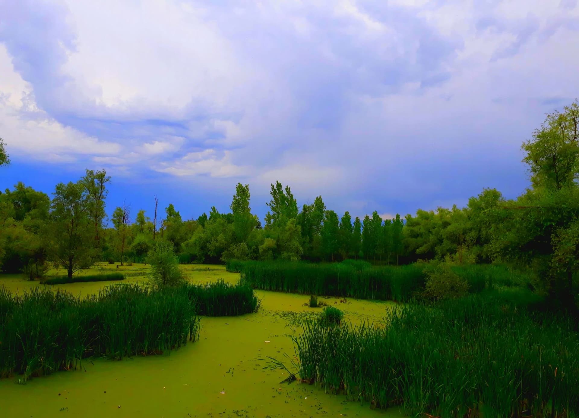 What Makes Hokersar Wetland the Queen Wetland of Kashmir?