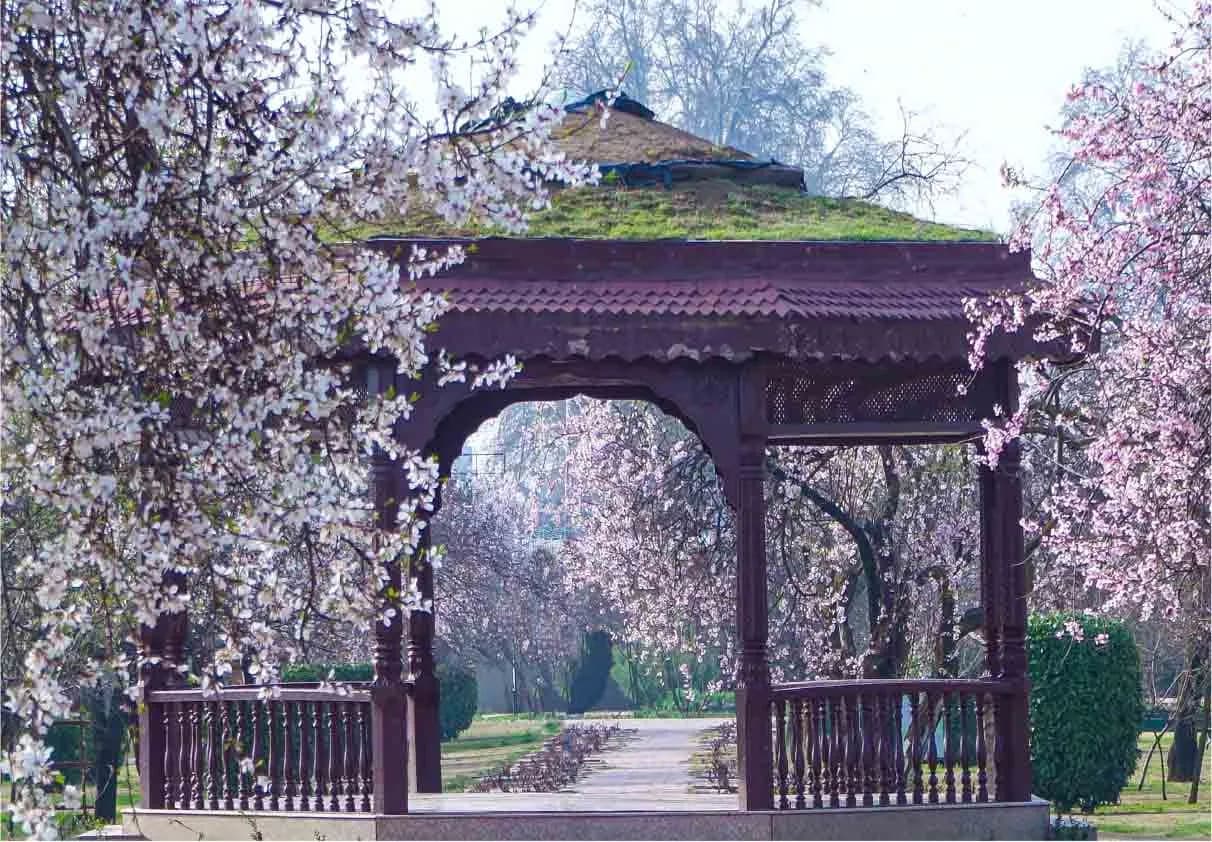 Badamwari Garden Spring Bloom Kashmir Travel Tips