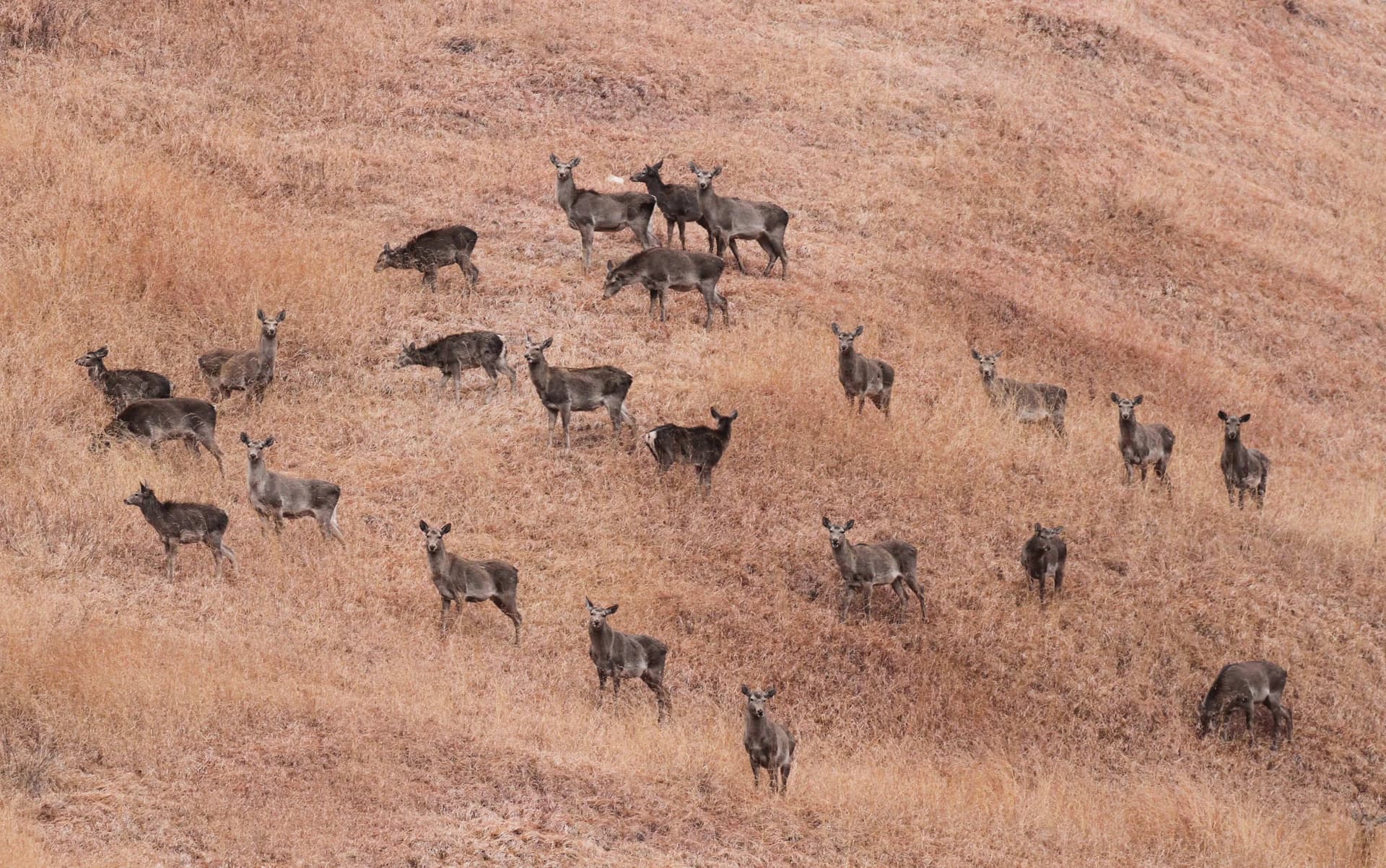 Kashmir Stag: The Critically Endangered Hangul