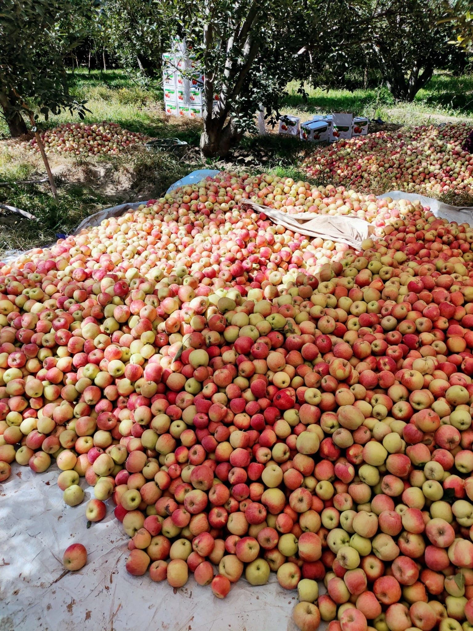 Apple Season in Kashmir: Best Time to Visit
