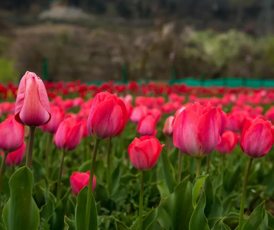 Best Season to Visit Kashmir
